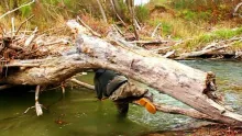 Video thumb for Impossible Catch of huge Trout